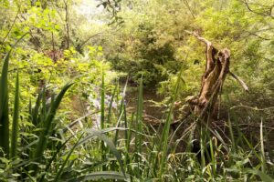 Wildkräuterspaziergang Herbstaspekt in Nettetal