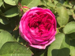 Wildkräuterwerkstatt in Krefeld: Köstliches aus Rosenblüten