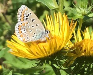 Wildkräuterspaziergang Mitsommeraspekt in Nettetal