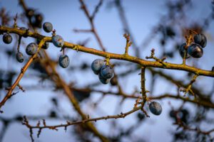 Wildkräuterwerkstatt in Krefeld: Köstliches aus Schlehenfrüchten