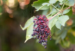 Wildkräuterwerkstatt in Krefeld: Köstliches aus Holunderbeeren